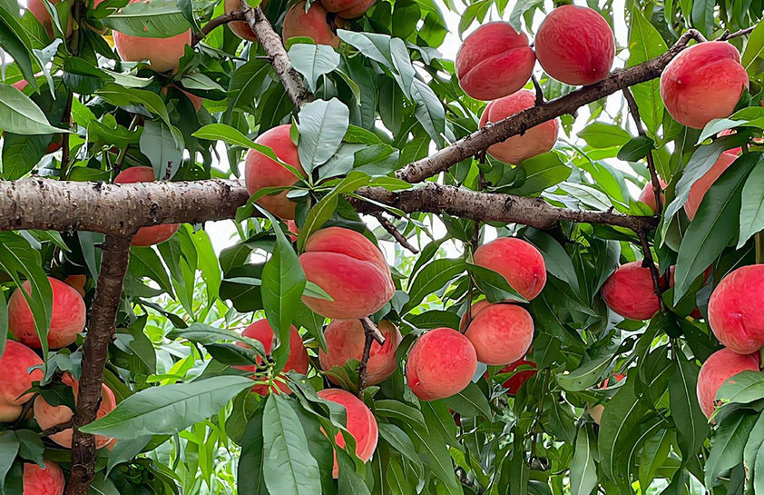 桃树：用NEB，解决黄叶又高产