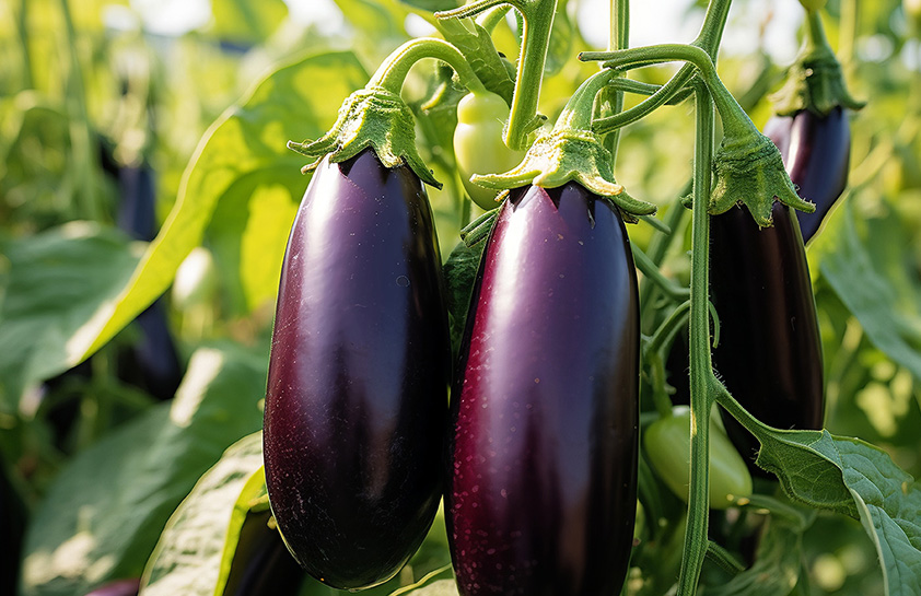 茄果类（番茄, 茄子, 辣椒, 甜椒）