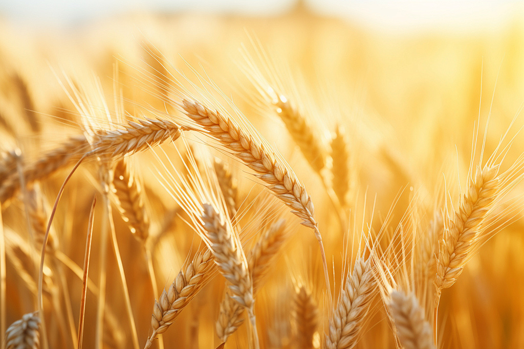 小麦（大麦、荞麦）