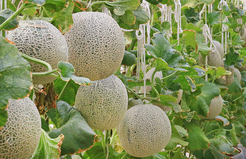 哈密瓜、打瓜、白籽南瓜