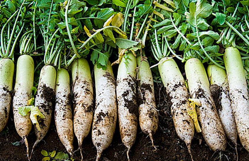 根菜( 萝卜、胡萝卜、芜菁等) 、薯芋( 山药、牛蒡子、芋头、菊芋等)