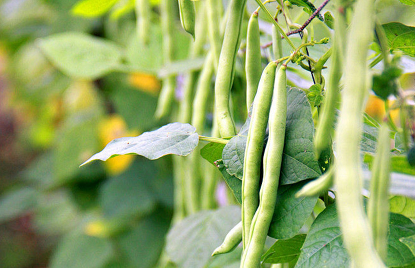 豆类（菜豆, 豇, 豌, 萹, 刀豆）