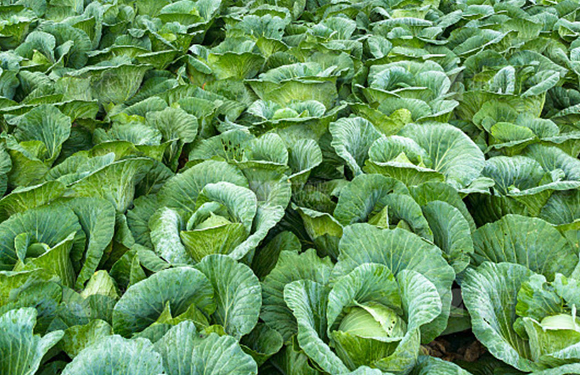 甘蓝类（花椰, 球茎苤蓝, 芥蓝）、芥菜（芥疙瘩、雪里蕻、榨菜）
