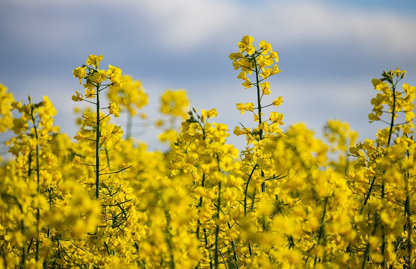 油菜、芝麻、胡（亚）麻、葵花