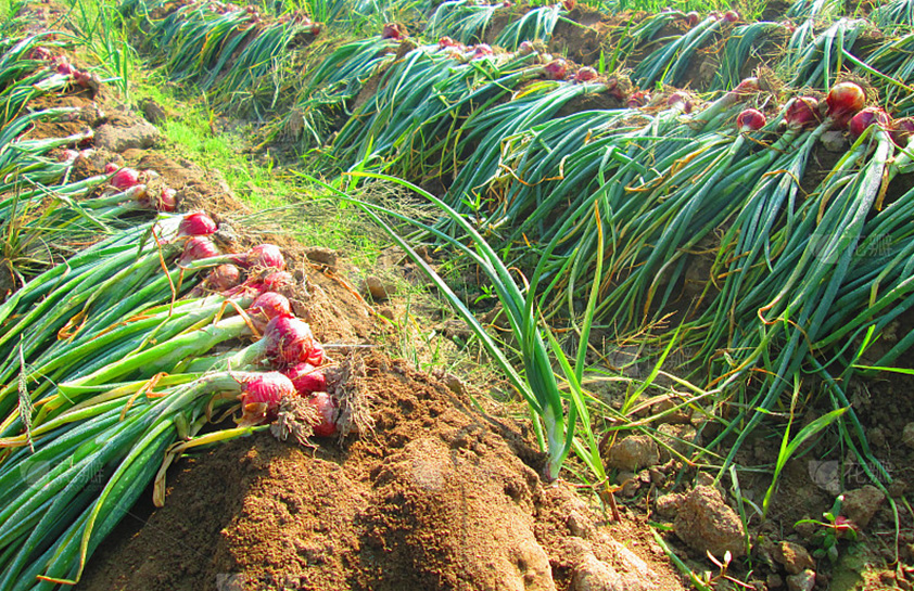 圆葱、洋葱