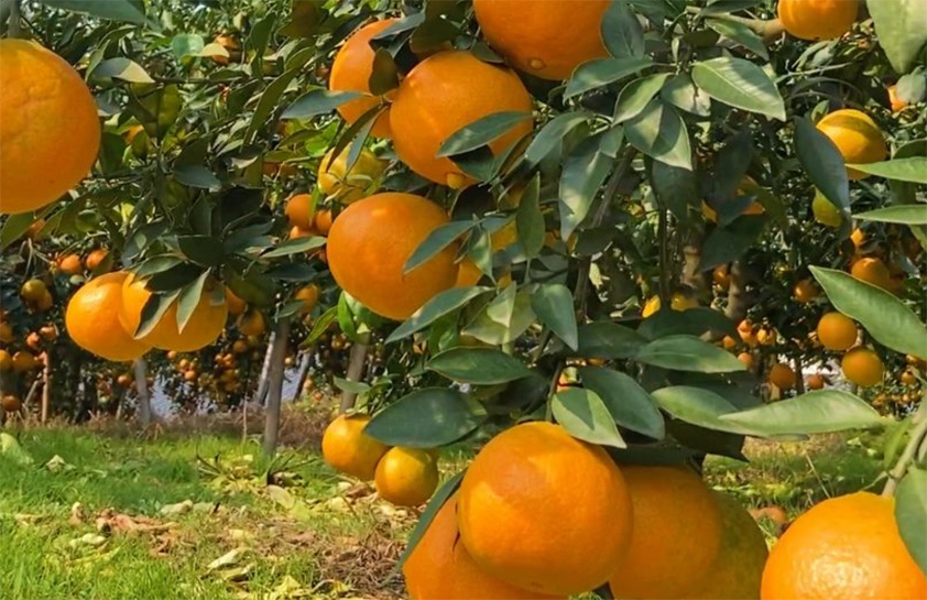 柑橘
