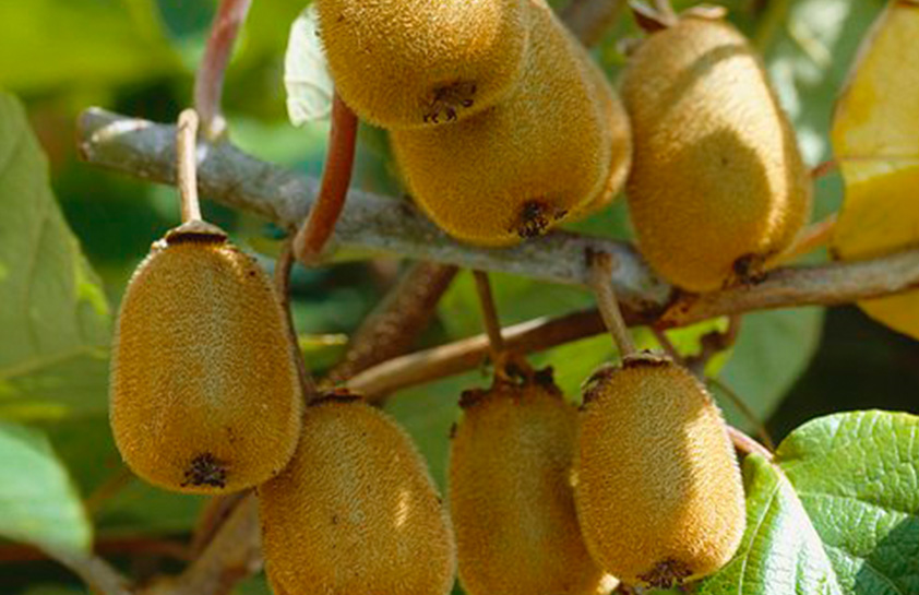 杏树、柿子、弥猴桃及其他南北果树