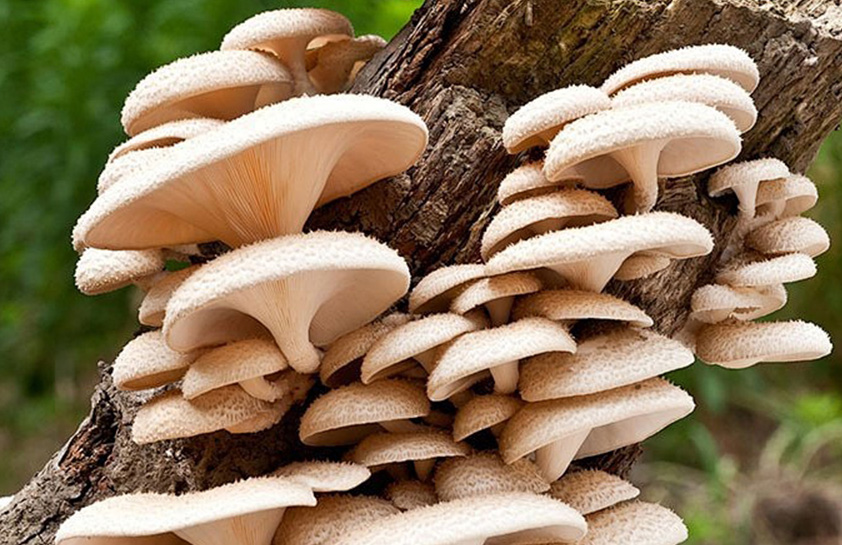 食用菌( 蘑菇、木耳等)