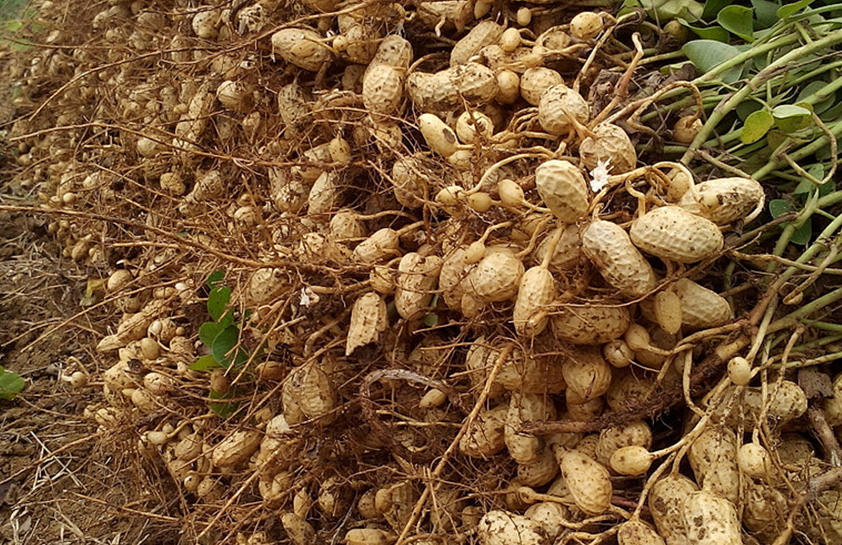 花生大豆、绿豆、红小豆豌豆等