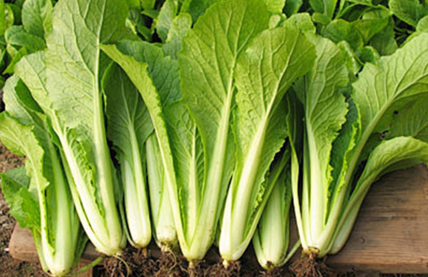 白菜( 小白菜、菜心、薹菜)